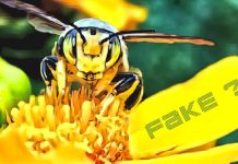 autenticità del miele