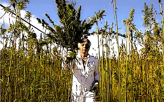 canapa infiorescenze CBD Italia
