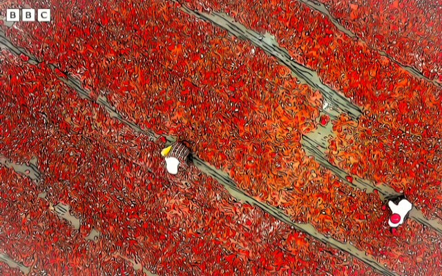 Conserve di pomodoro Made in Italy BBC
