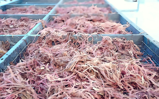 algae reduce cattle emission