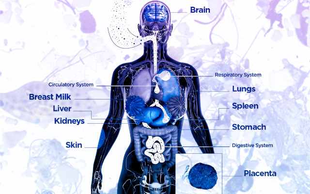 Microplastiche corpo umano accumulo
