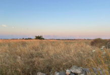 Food Times_permaculture_Mediterranean perspective