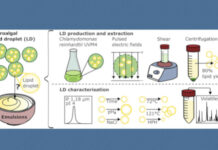 Food Times_ microalghe emulsionanti