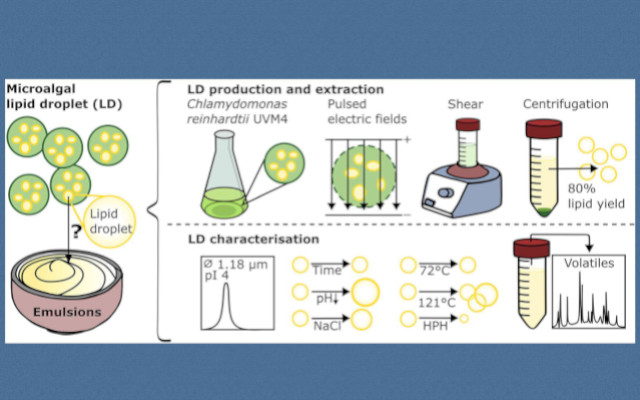 Food Times_ microalghe emulsionanti