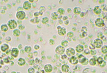 Food Times_Microalgae_Iron sources