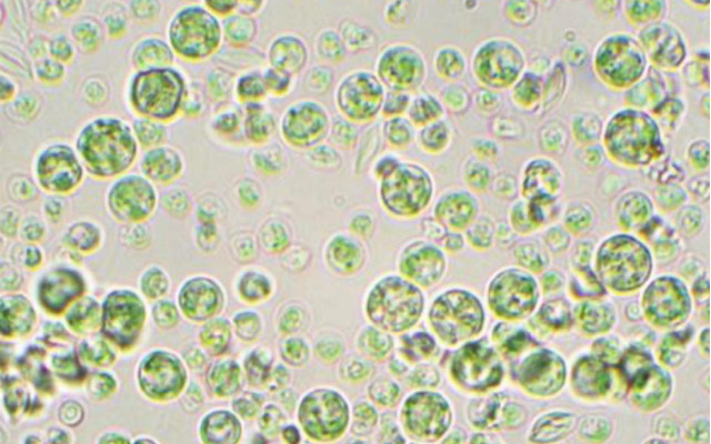 Food Times_Microalgae_Iron sources