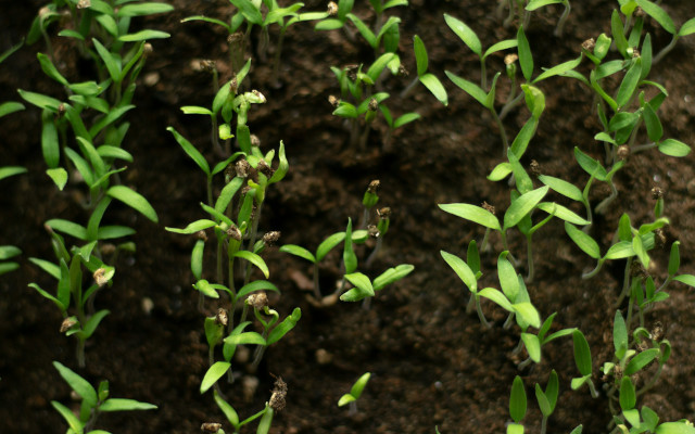 Food Times_diversità sementi regolamento