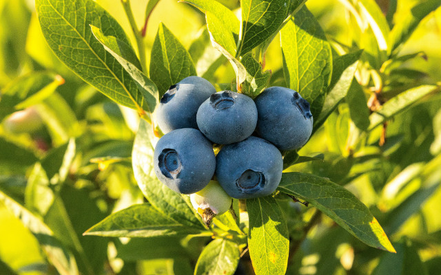 Food Times_foglie di mirtillo ingredienti funzionali nei biscotti