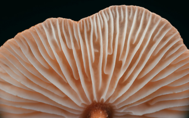 Food Times_funghi alternative carne