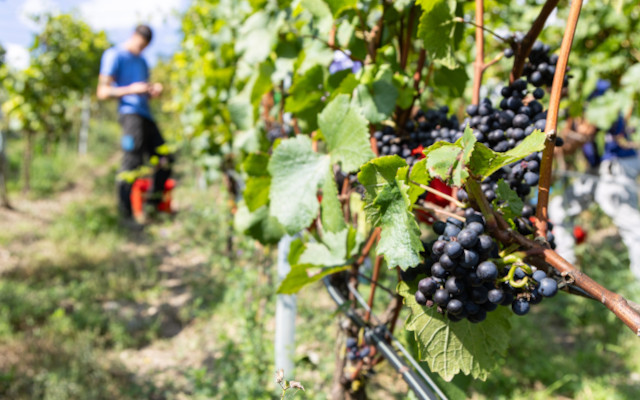 viticoltura biologica