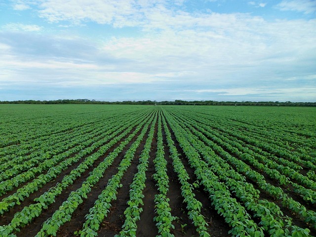 EUDR, the responsibilities of food industry and retail
