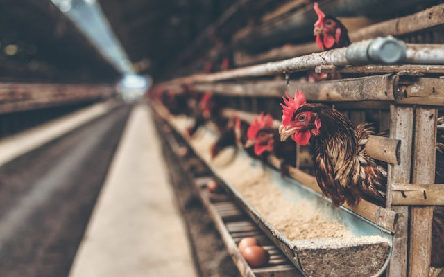 EU animal welfare rules, the state of play