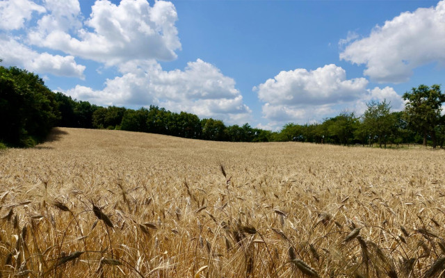 Biodiversity credits and the food industry