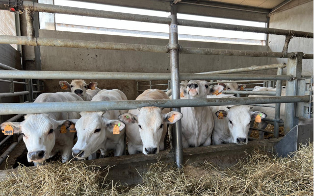 Animal Health Law and the EU ban to Brazilian beef