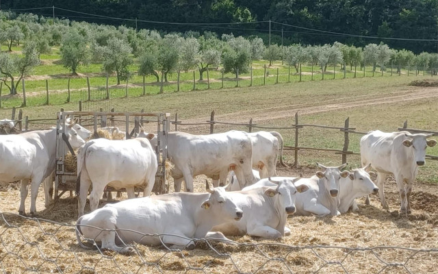 Animal Health Law e il blocco UE sulle carni del Brasile